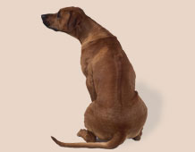 rhodezsky-ridgeback.jpg