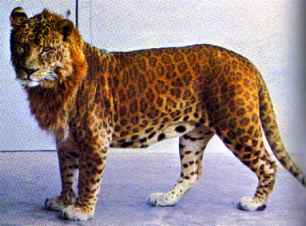 Leopon