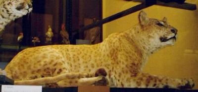 Leopon(1)