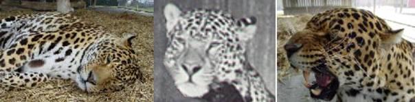 Jaguleo(1)